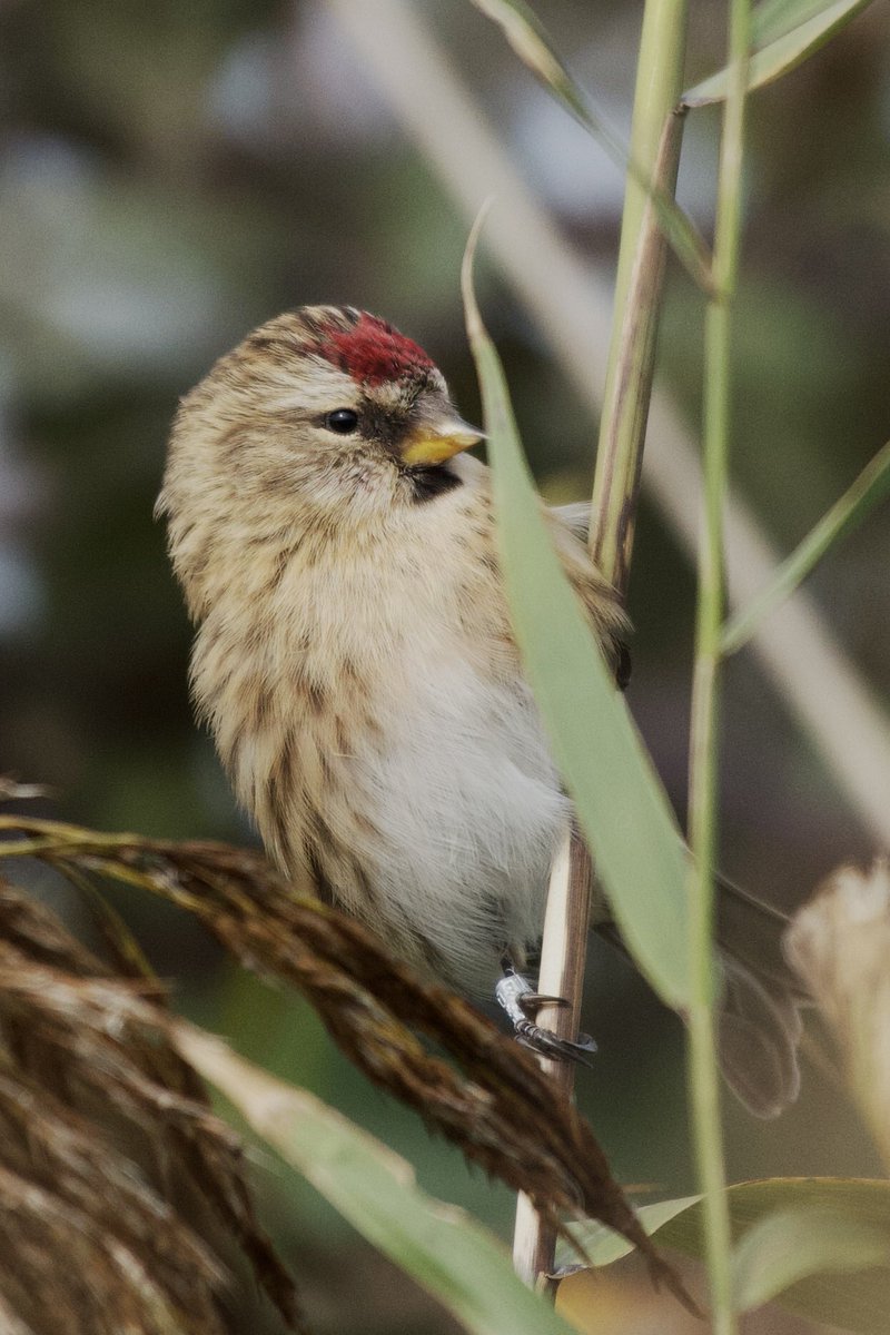 Loads of Redpolls moving through Holland Haven Country Park today. A good number were caught and ringed. This little fella was one of those that picked up some bling @havenbirding #birding #BirdsOfX <a href="/EssexBirdNews/">EBwS Bird News</a>