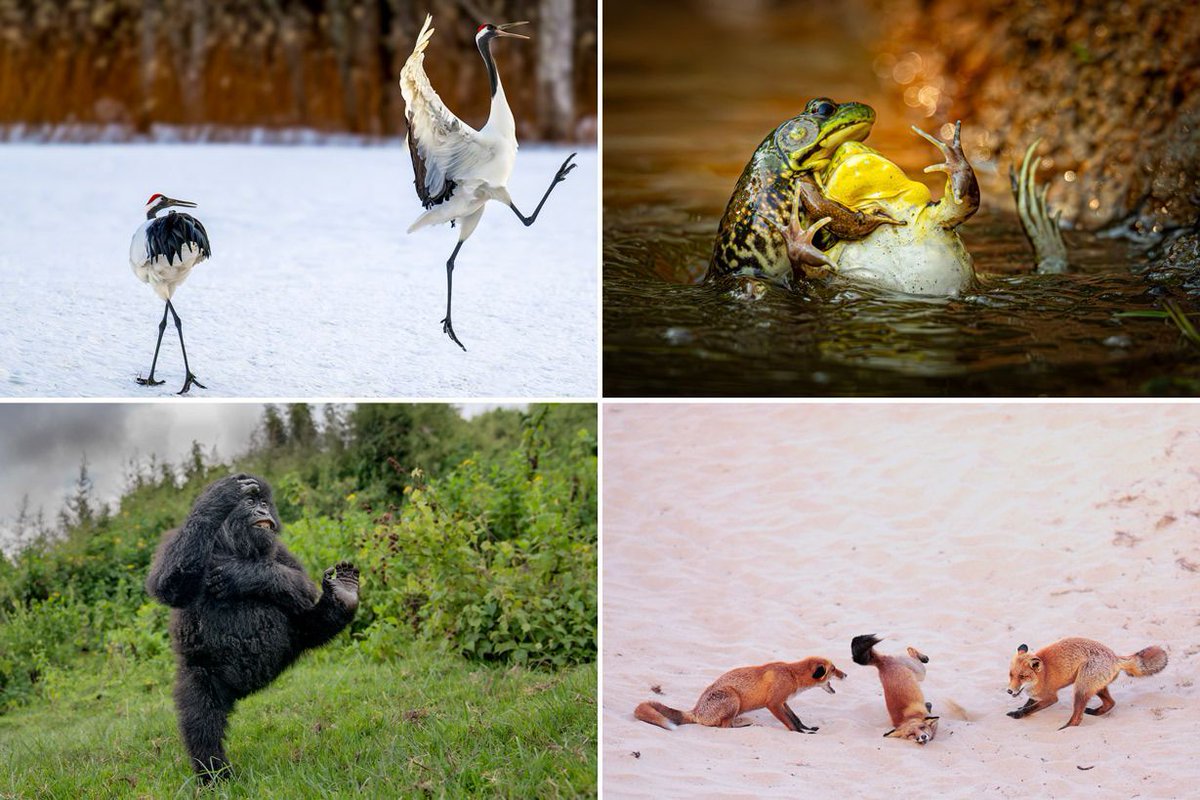 DPReview tweet media