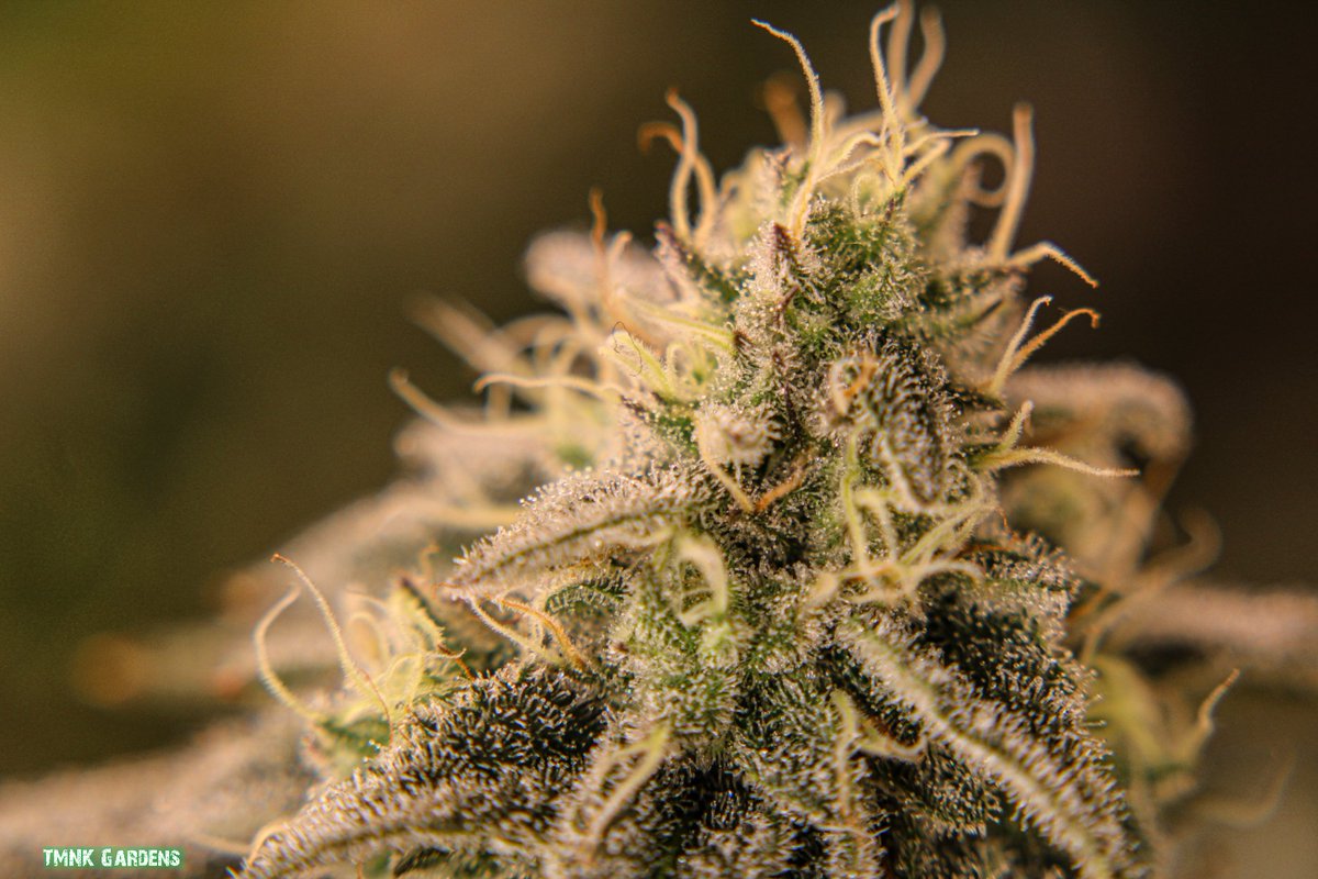 TMNKGardens's tweet photo. Blueberry Cupcake (#1 phenotype) by Humboldt Seed Company. 

Day 39 of flowering. https://t.co/B4VdHSFVOz