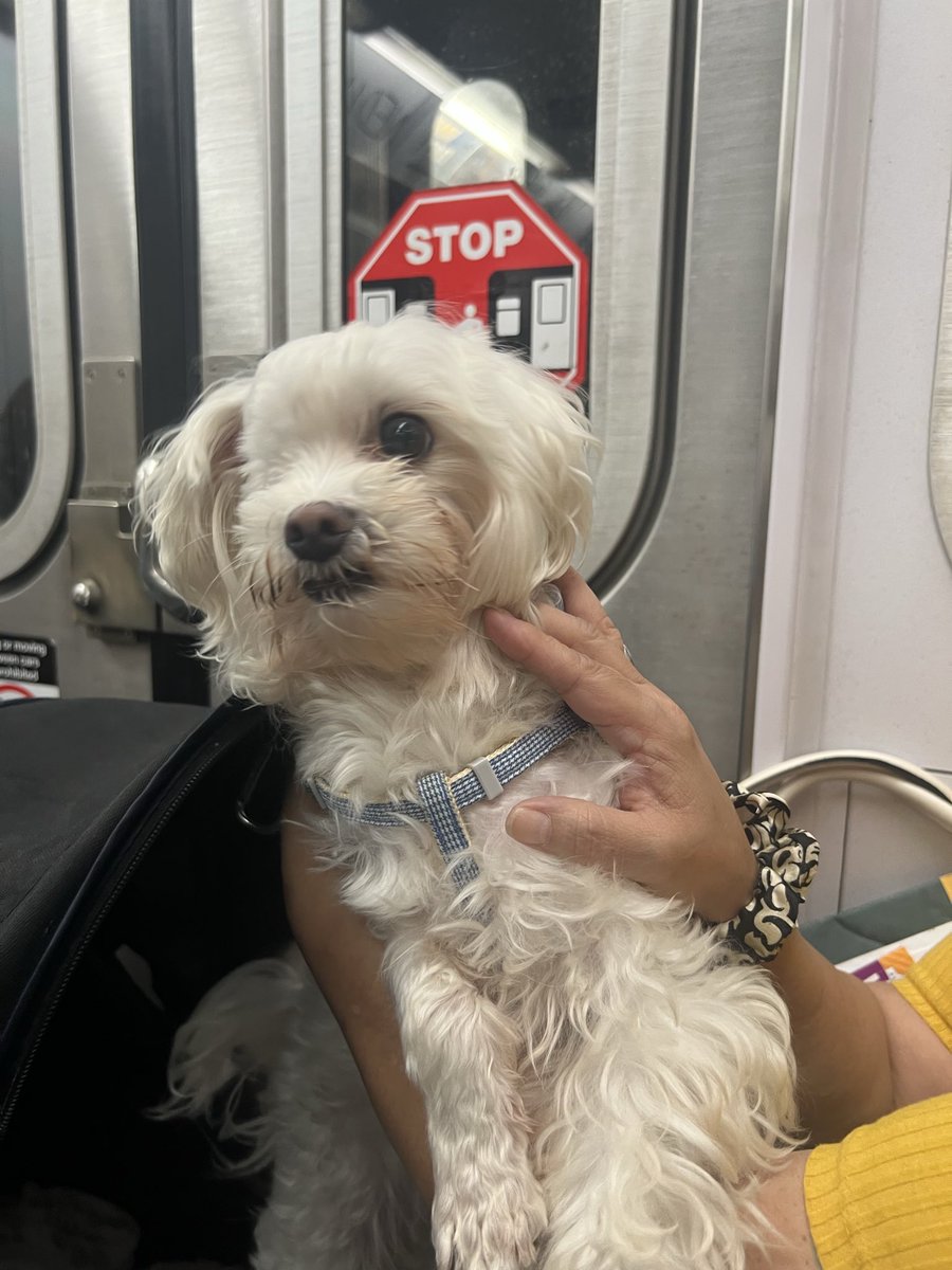 coltonthree's tweet image. scrolling social media has damaged my brain in ways that are genuinely so difficult to articulate here’s some photos from nyc
