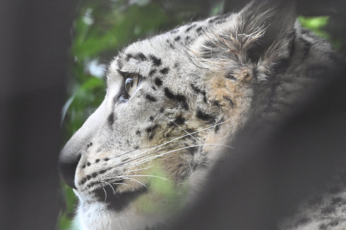 Canon_0331's tweet image. 世界中のユキヒョウが長生きして頭数増えますように。

#いしかわ動物園
#ユキヒョウ
#ヒメル
#世界ユキヒョウの日