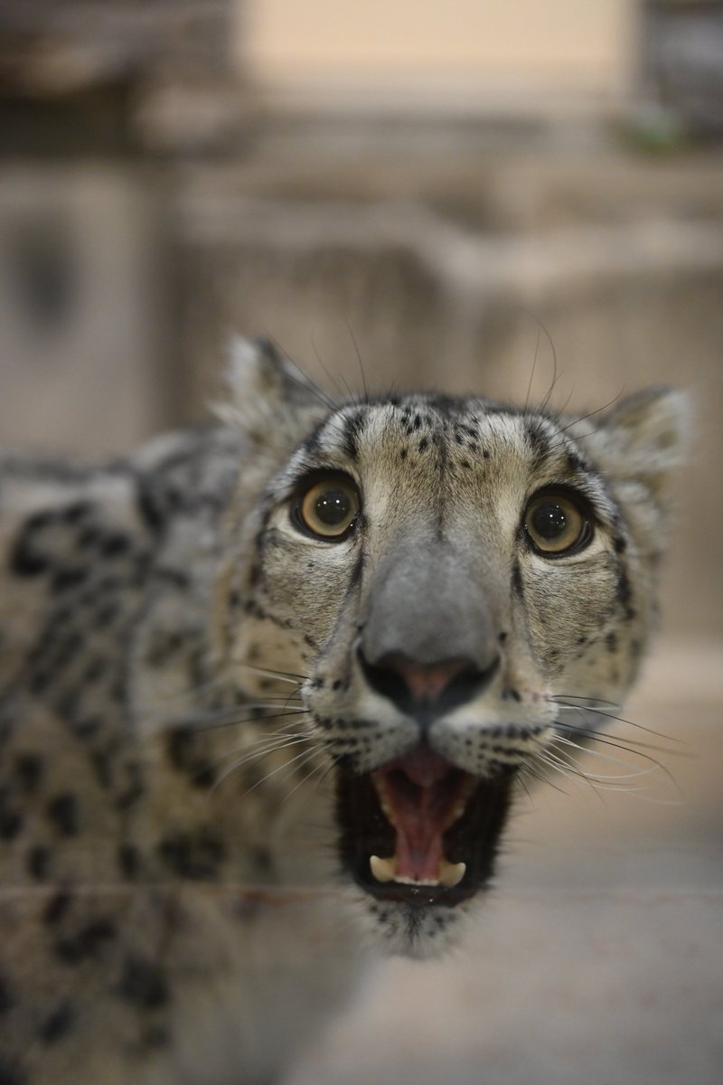 Canon_0331's tweet image. 世界中のユキヒョウが長生きして頭数増えますように。

#いしかわ動物園
#ユキヒョウ
#ヒメル
#世界ユキヒョウの日