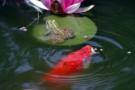 Upon
this most royal
lily pad
one paisley fellow
rests in song,
watching tangerine ripplets, afloat on silken splashes,
those sacred secrets of silent swimmers
as they press their pearly lips
to dreams on the moon;
Regal his music
fit for Heaven
rising through
his crown 
of stars