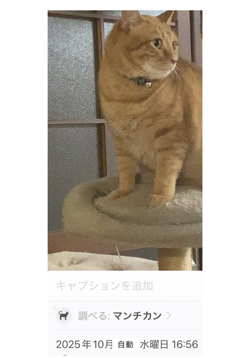neko_smiley's tweet photo. うちの猫、足が短くて検索かけたら🤣
#猫
#茶トラ
#短足 https://t.co/NAh2Qoubu7