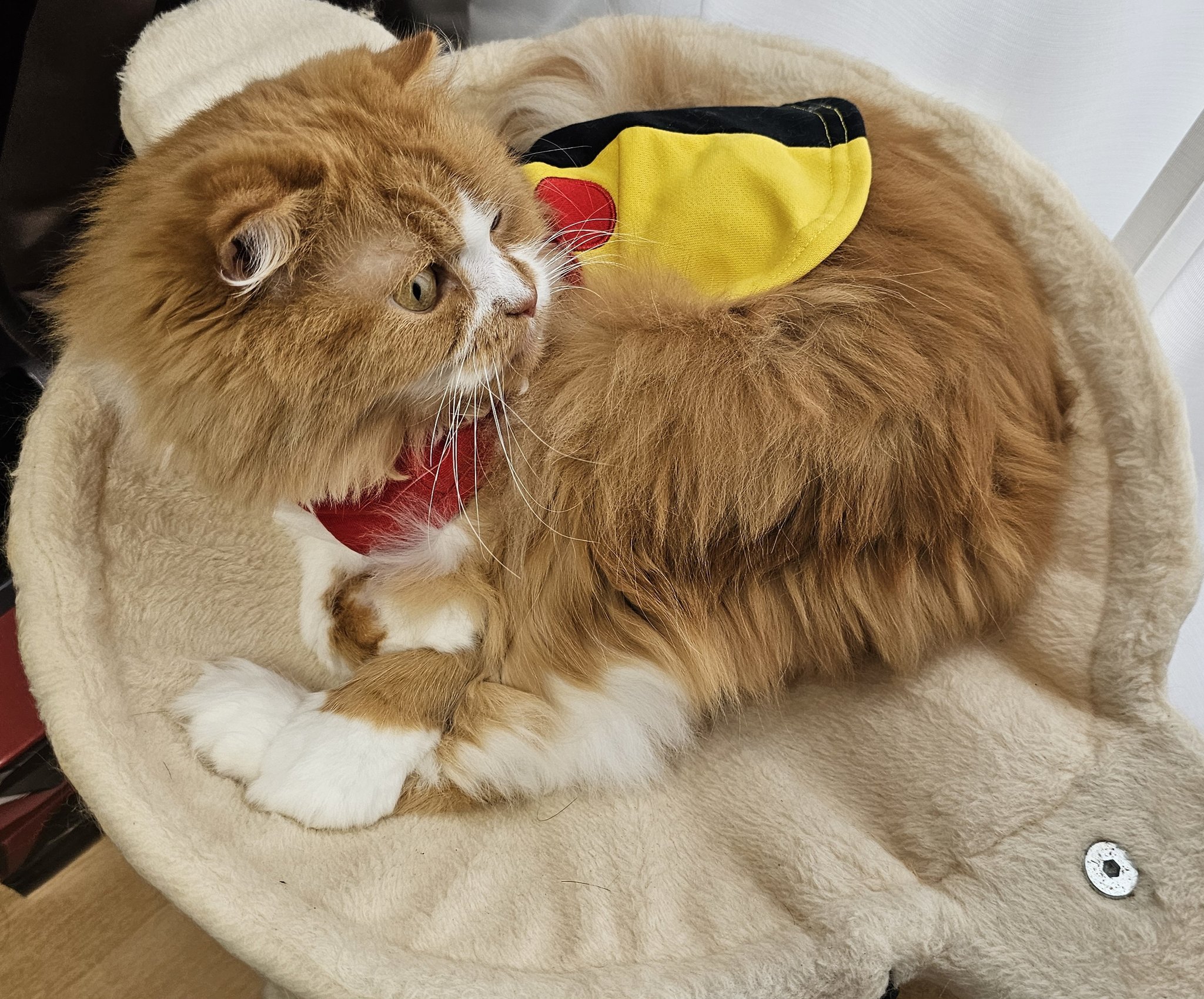 ラテネコ⭐︎ありがとうございます♡ Posts with replies by LuMiCo🐾 (@strishlove1000) / X