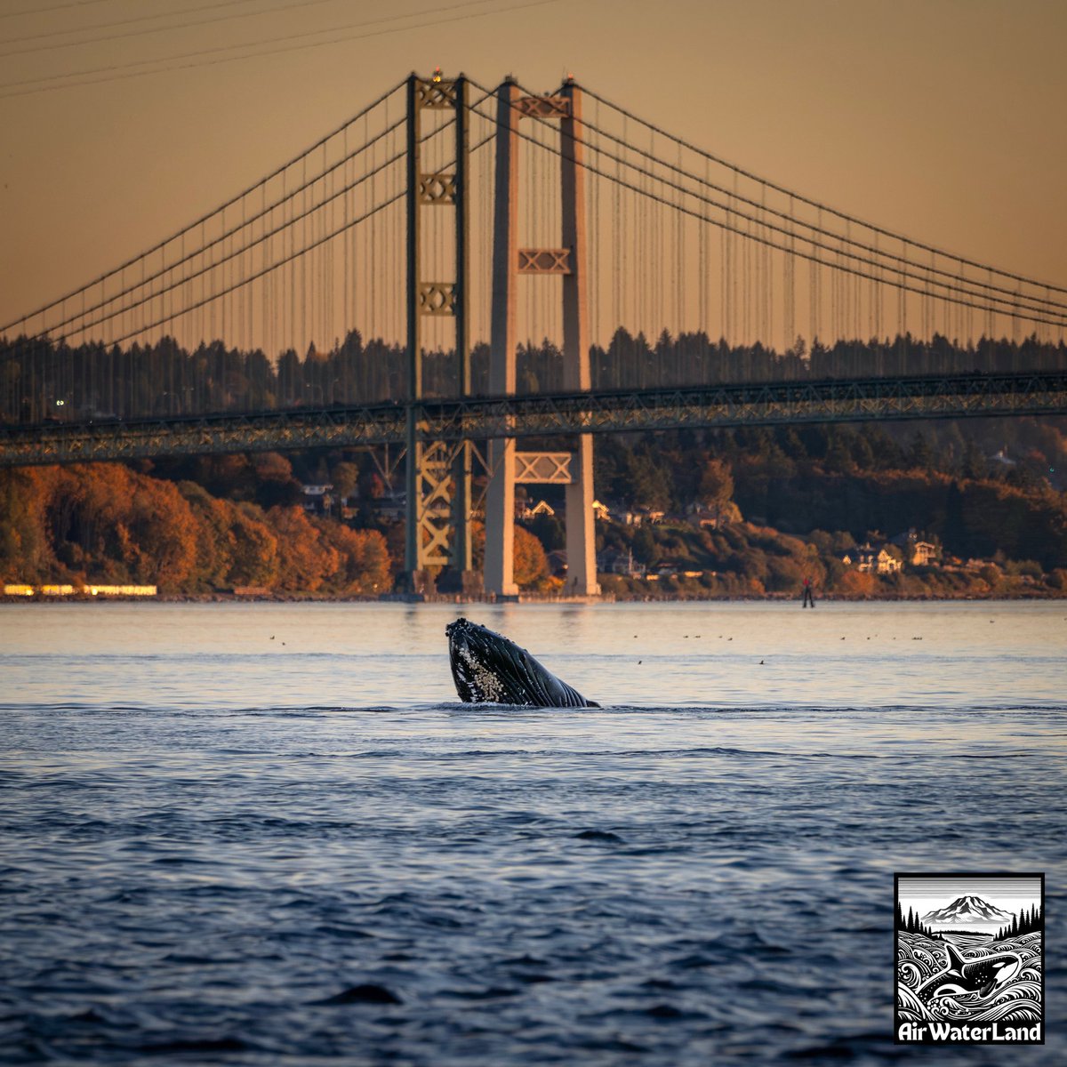 Malachite spent the sunset hour playing with a group of sealions. This spyhop was at dusk in front of the #Tacoma Narrows Bridge.