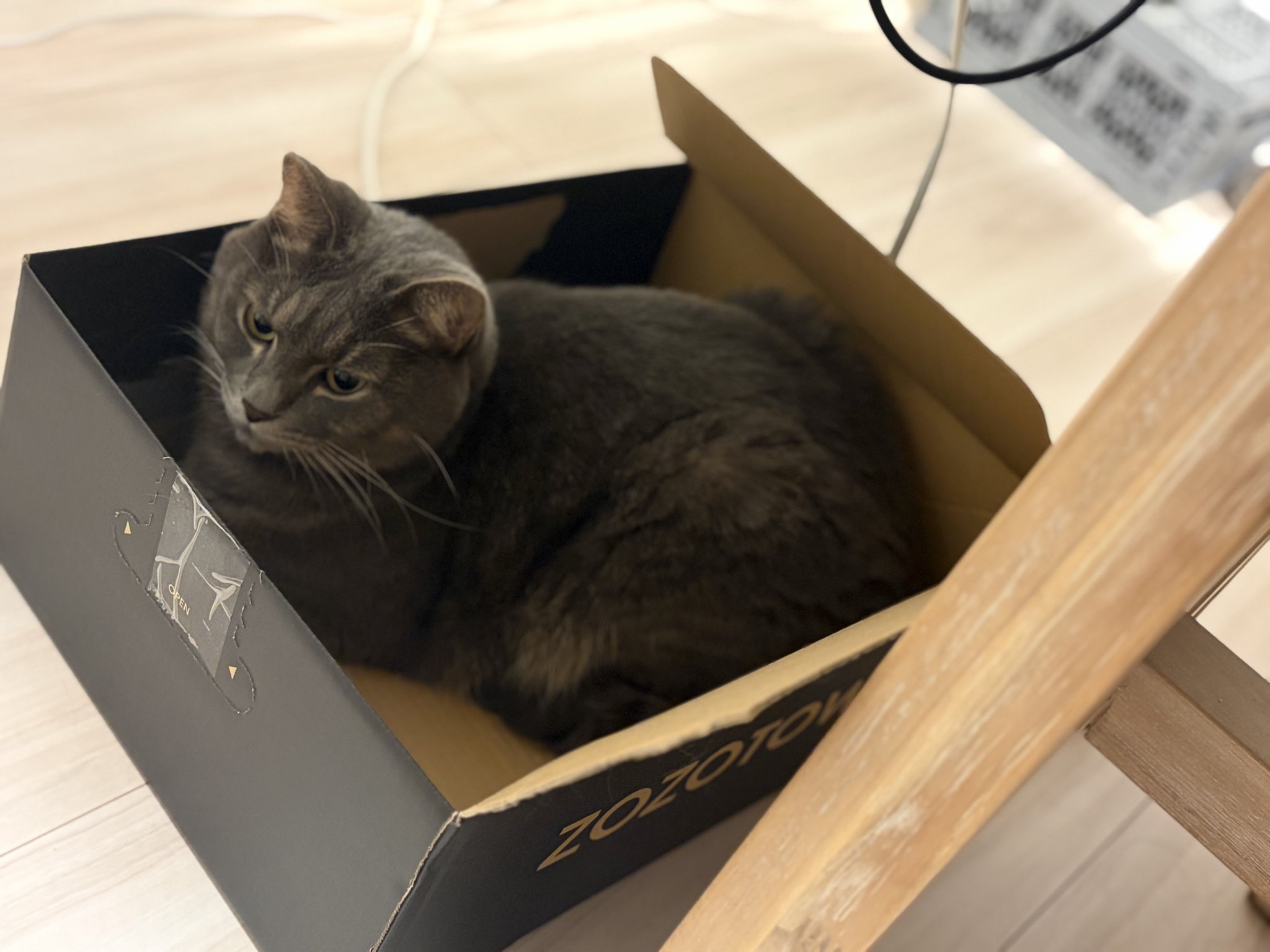 ねこねこ様おまとめ専用 17点 たろ@ほぼ猫と飯垢たまに趣味 on X: 