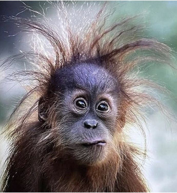 Cuando se me sale la gorra en el gym soy este