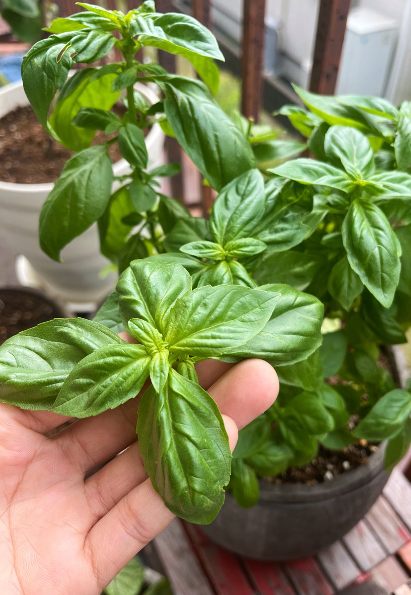 Lucky0611g's tweet image. バジルは育てやすいし朝食がなんかオシャレな味になるから良い 🍃🍞☕️