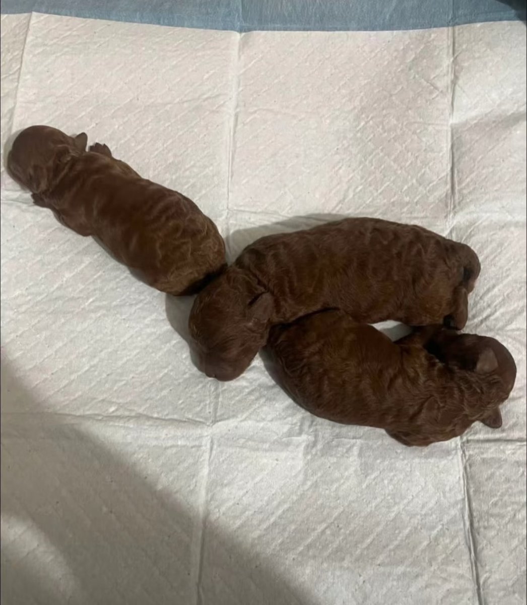 💖 (@twaniimals) on Twitter photo 