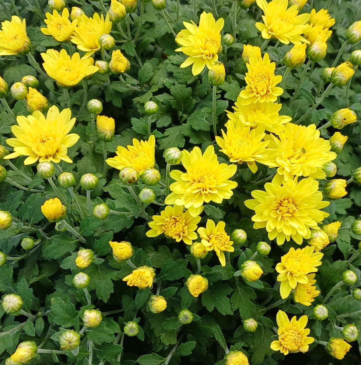 あぶさいとう on X