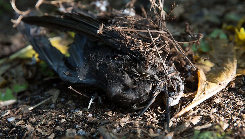 Você sabia que existem árvores (proto)carnívoras? 
Venha conhecer as plantas carnívoras gigantes que comem aves e ovelhas nessa mini thread 👇