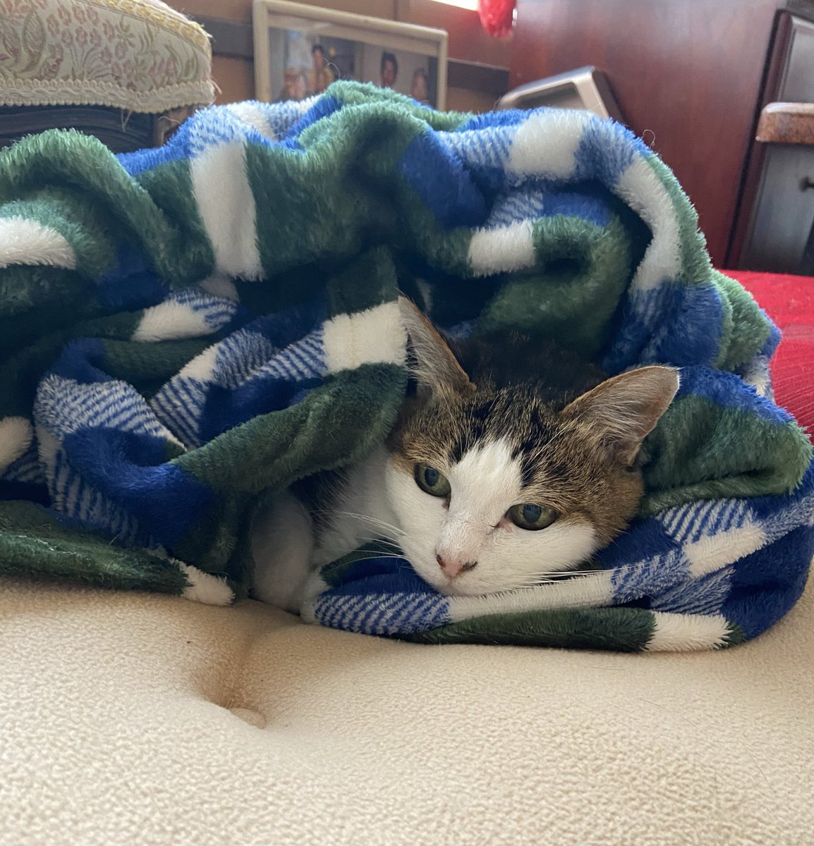 夜、コタツの電気を付けない事を恨まれて
朝は猫に目を合わせてもらえない