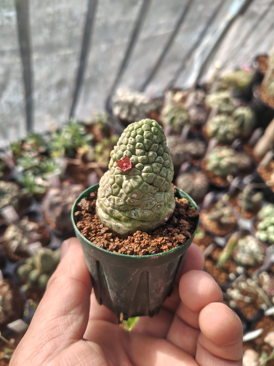 ま*️様 ❤️開花株❤️根っこパンパン❤️充実株❤️1145⭐️超レア⭐️小輪⭐ 10月30日(木)入荷情報 ①／ #ガシャポン横丁 にて販売中♪ #アメ横