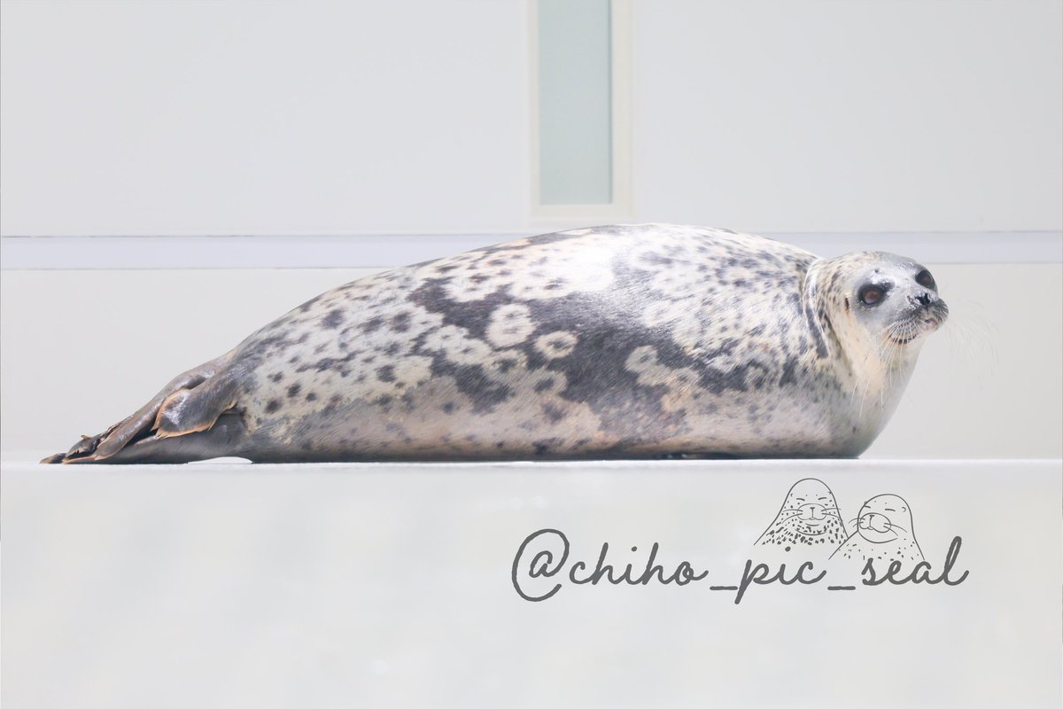chiho_pic_seal's tweet image. ワモンアザラシのアラレちゃん♡
🦭Ringed seal / Arare
📆2025年撮影
📍 海遊館 Osaka Aquarium Kaiyukan
#海遊館
#ワモンアザラシ
#アザラシ
#seal