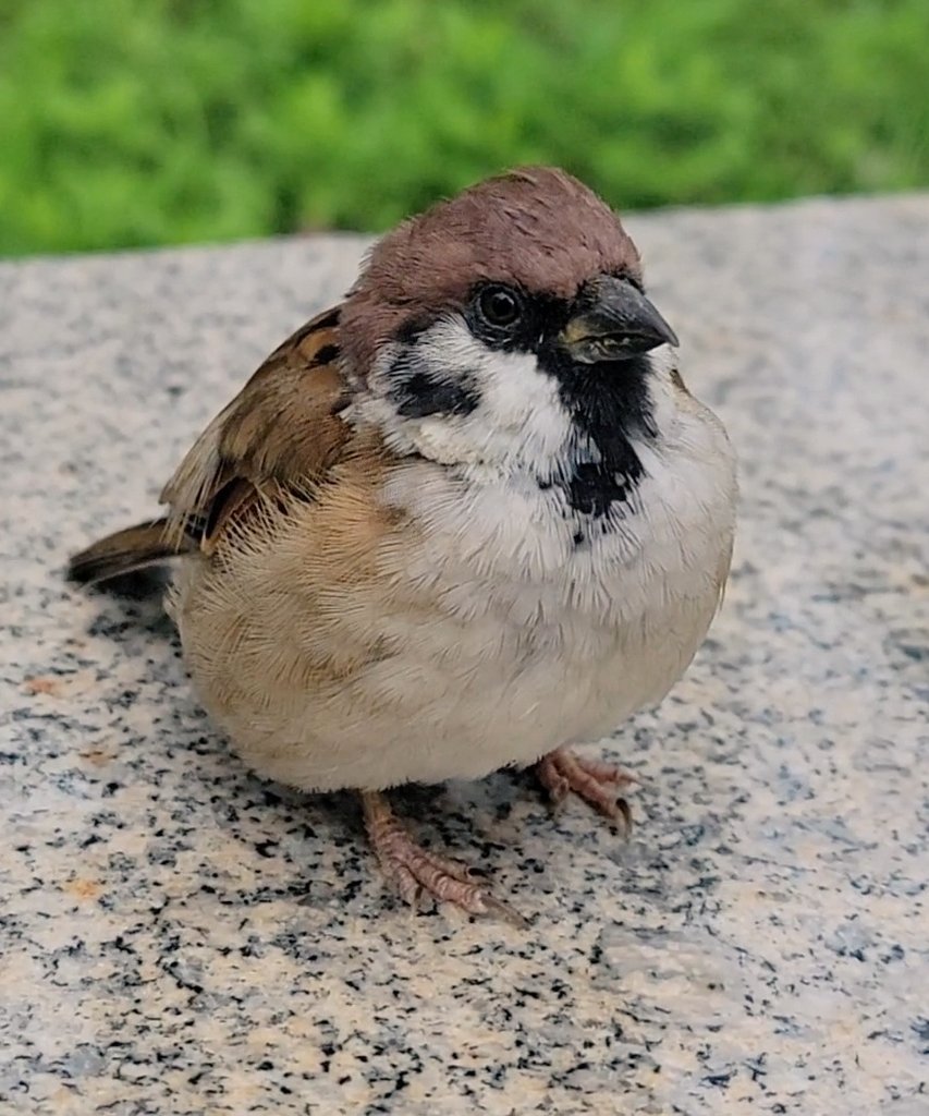 pipipiページ♡⃜ ピピピ (@pi_pipi33) / Posts / X