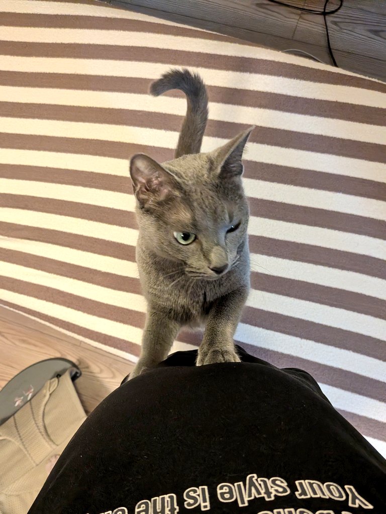 おはようございます

碧さま「行かないで( ´ •̥  ̫ •̥ ` )」
僕「……ずっと家に居ますけど(•ᴗ•; )」

 #猫あるある  #在宅ワーク