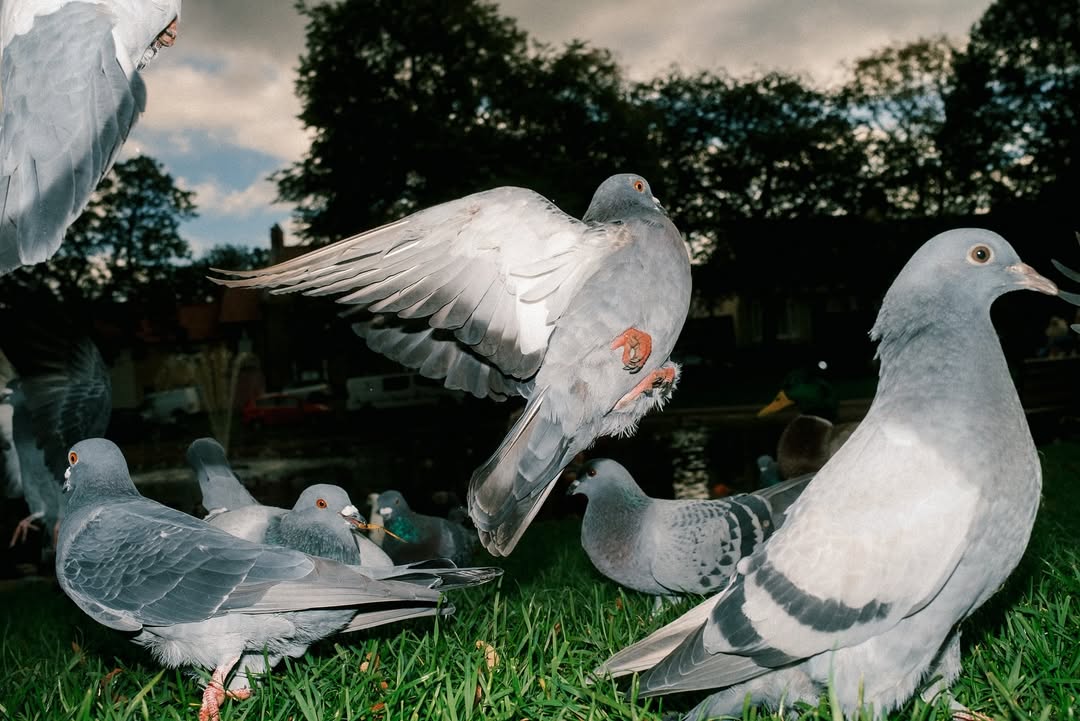PigsAndPlans's tweet image. "Pigeons but shoot it like a hardcore show" - Photographer Eddy Maynard