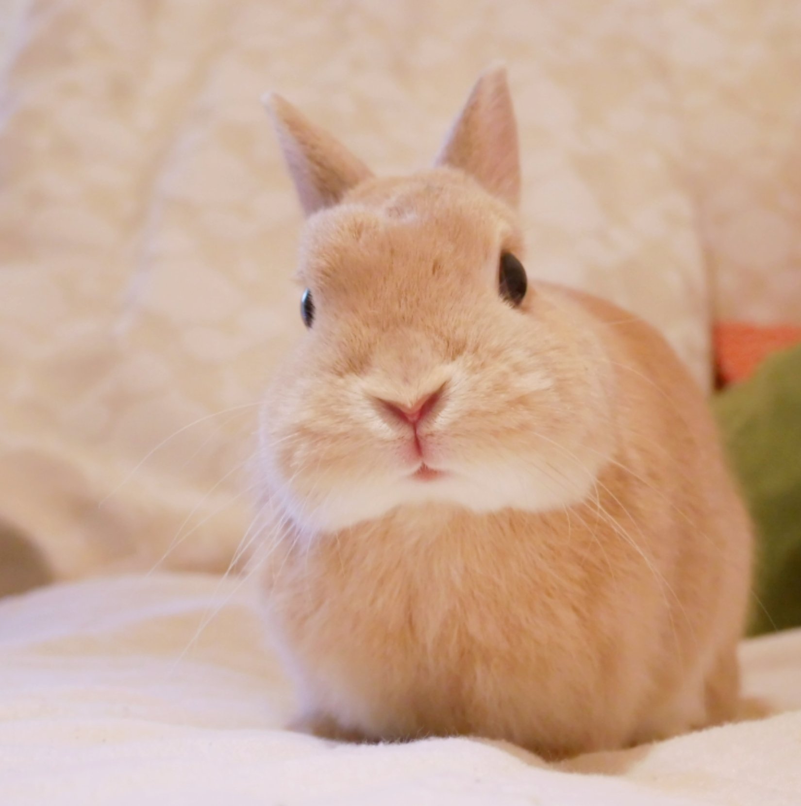 うさぎのひのき🌳 Hinoki bunny on X: 