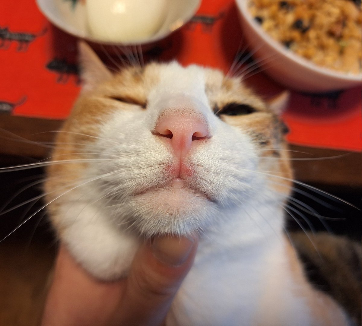 kawaii_nekoniko's tweet image.