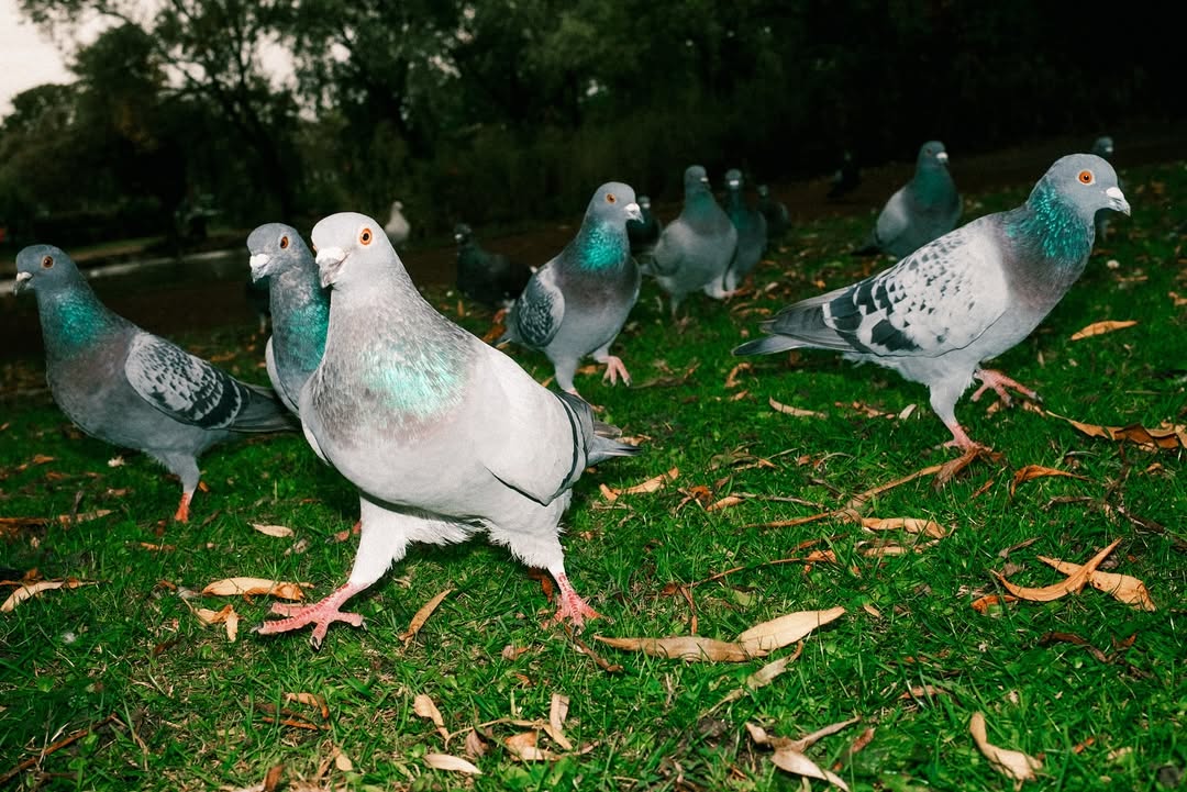 PigsAndPlans's tweet image. "Pigeons but shoot it like a hardcore show" - Photographer Eddy Maynard