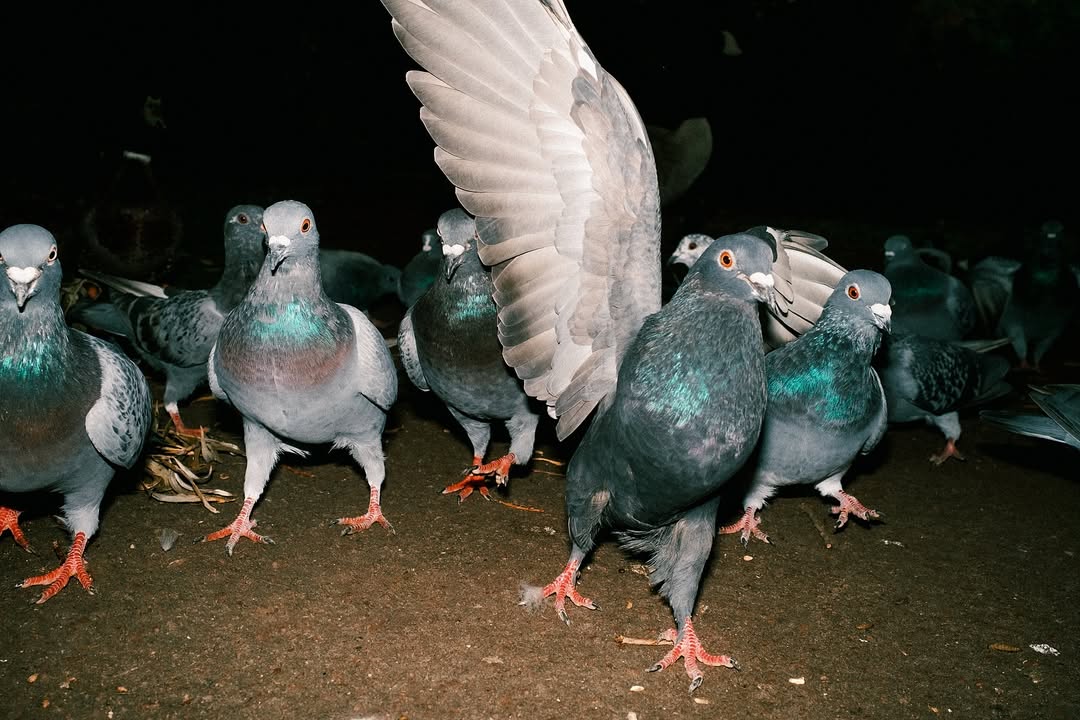 PigsAndPlans's tweet image. "Pigeons but shoot it like a hardcore show" - Photographer Eddy Maynard