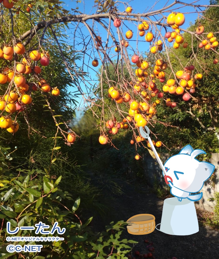 JDCS_2022's tweet image. しーたん🦊「おはようたんですo(*°ᗜ°*)o☀️

柿の木を見つけたよ🧡
ちょうど食べ頃でおいしそう…(*´﹃｀*)

甘〜い柿をいっぱい食べれるって思ったら
眠くなってきちゃった…ん…_(⸝⸝-𖥦-⸝⸝`_)⌒)_💤

今日もよろしくね🍀٩(｡˃ ᵕ ˂｡)و🧡

#企業公式が挨拶を言い合う
#企業公式相互フォロー祭り