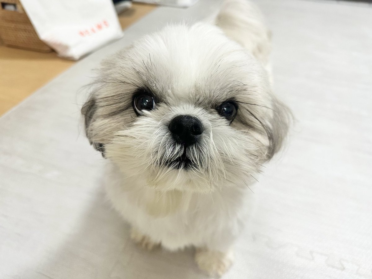 シーズーのミント🌱 (@Mint_ShihTzu) / Posts / X