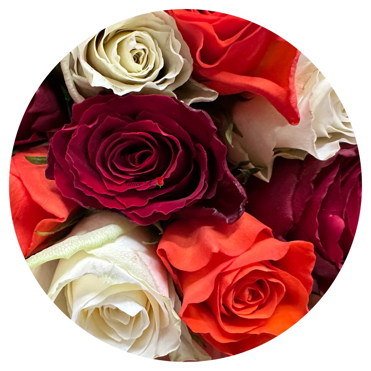 So magical ❄️❄️❄️💙Have  a magical sleep  filled  with  sweet  dreams.  🤍🧡♥️