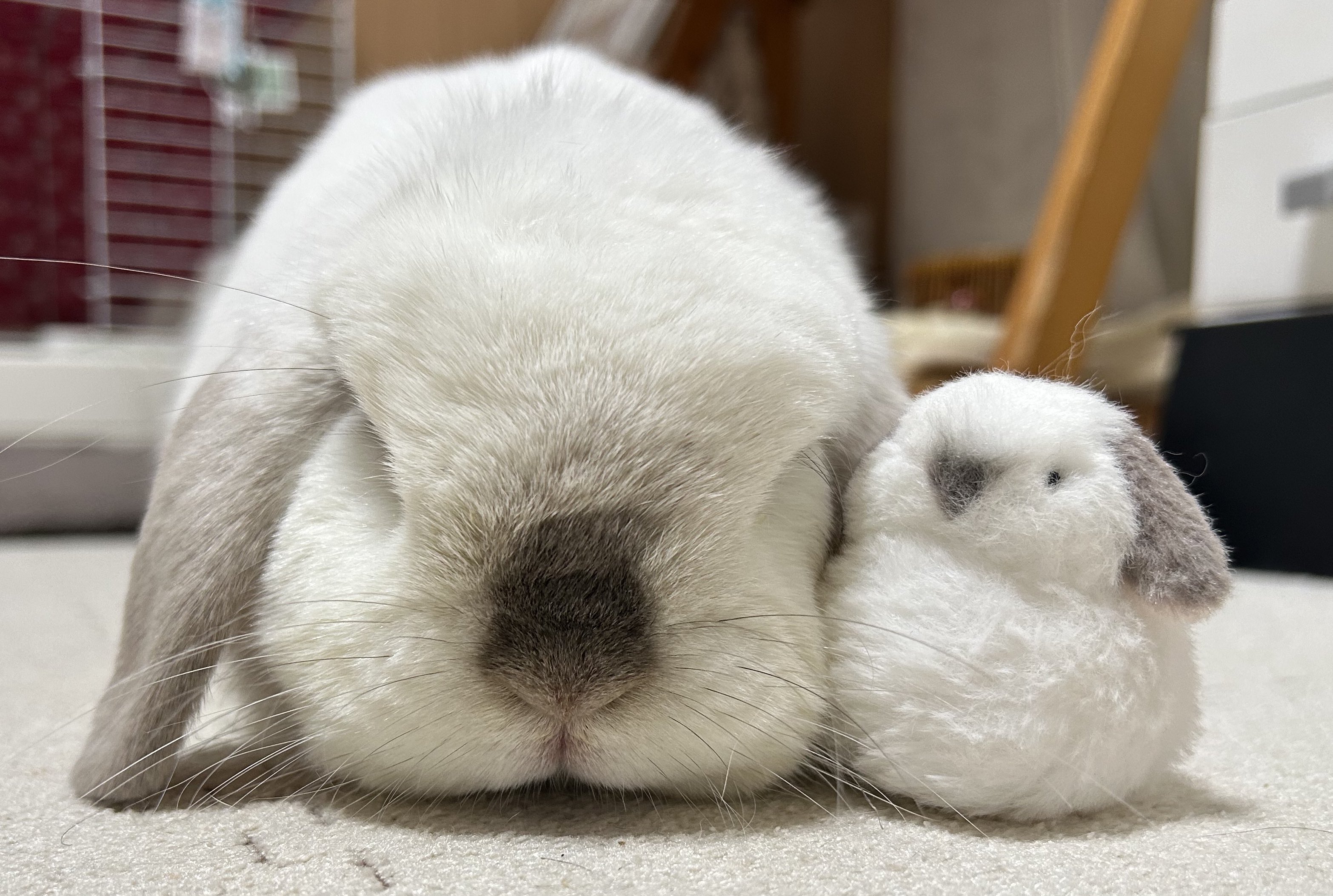 うさぎXうさぎ ほっぷ🐰(さくらこ) on X: 