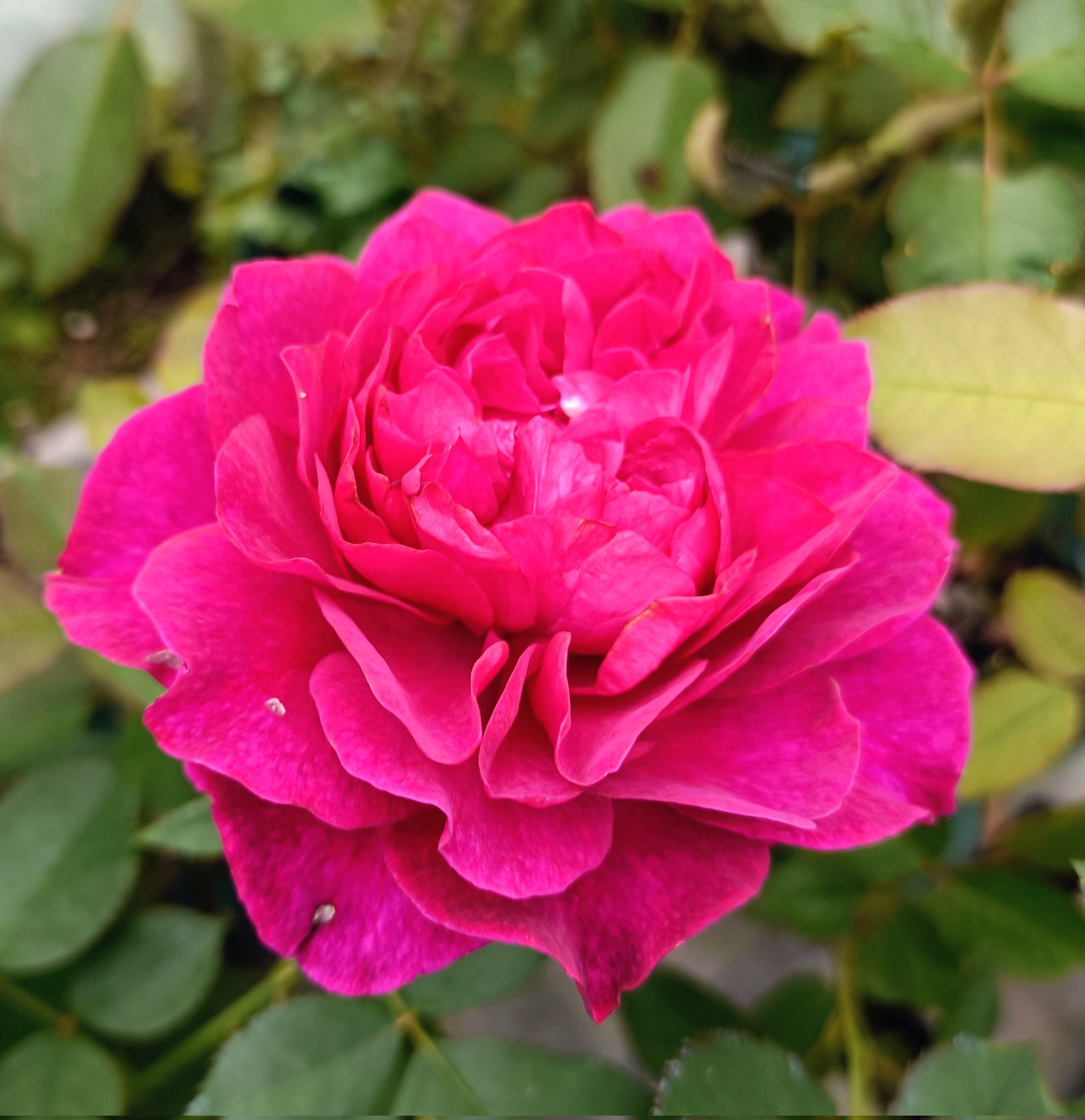 てんちょー🌹ピーキャットローズショップ（バラ苗・園芸資材