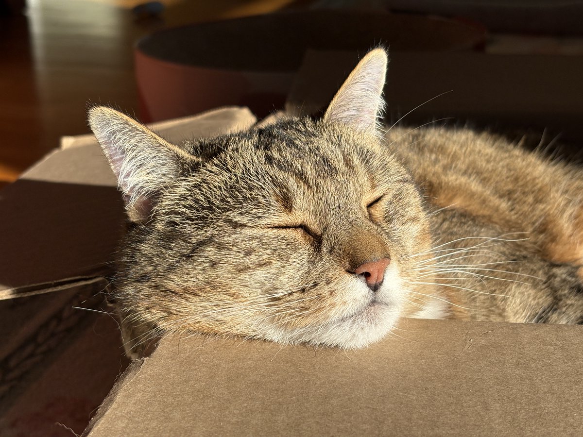 I'll follow the sun. 

Stella