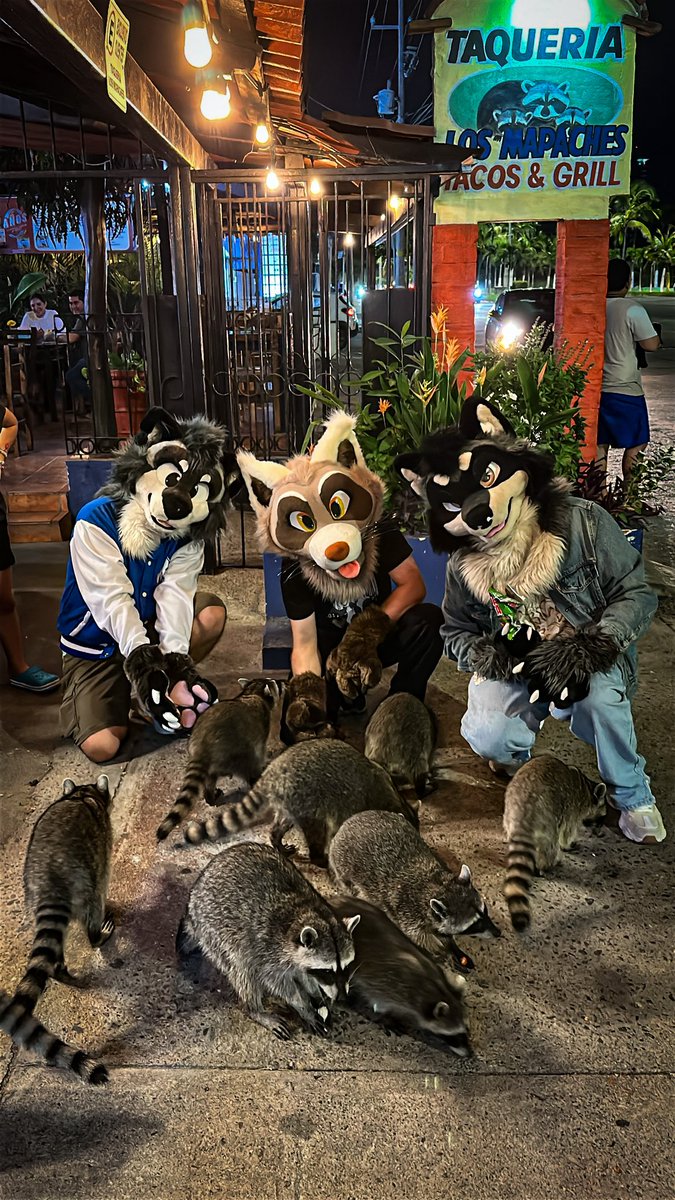 Raucous_Raccoon's tweet image. Raccoons! So many raccoons!!! 
With @FluffToken and @RaccoonRuffy at Taqueria Los Mapaches in Puerto Vallarta, Jalisco, Mexico.