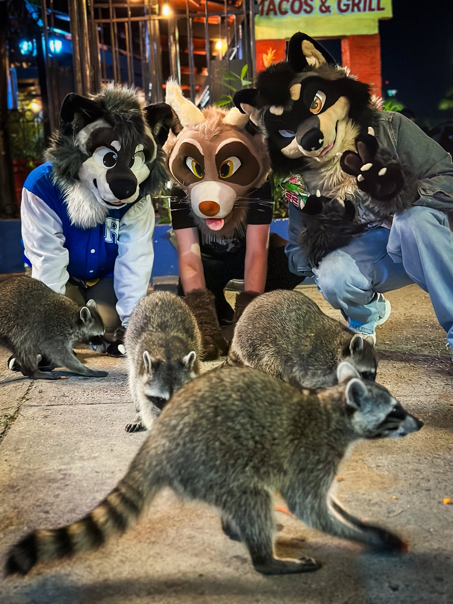 Raccoons! So many raccoons!!! 
With <a href="/FluffToken/">Satti</a> and <a href="/RaccoonRuffy/">Ruffy Raccoon 🔜 BLFC Confuror</a> at Taqueria Los Mapaches in Puerto Vallarta, Jalisco, Mexico.