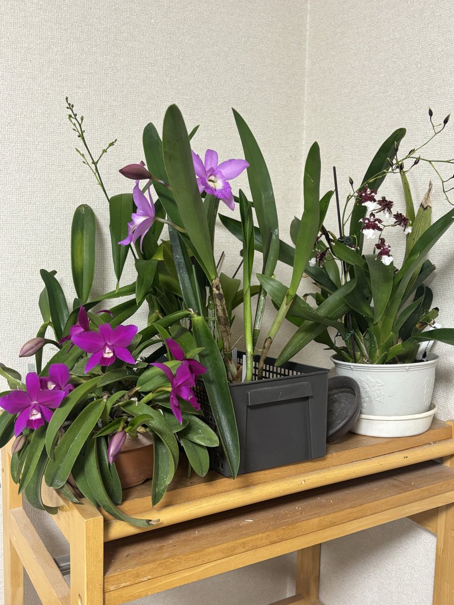 おは寒い*🥶💨*
何この寒さ。 
昨日ホットカーペット新調して良かった、今年の冬は安心。

家の中は少しだけ蕾やお花が咲き始めて来ました。
いよいよ蘭シーズンですわね。
今日はお休み、ランチ行ってきます(*`･ω･)ゞ