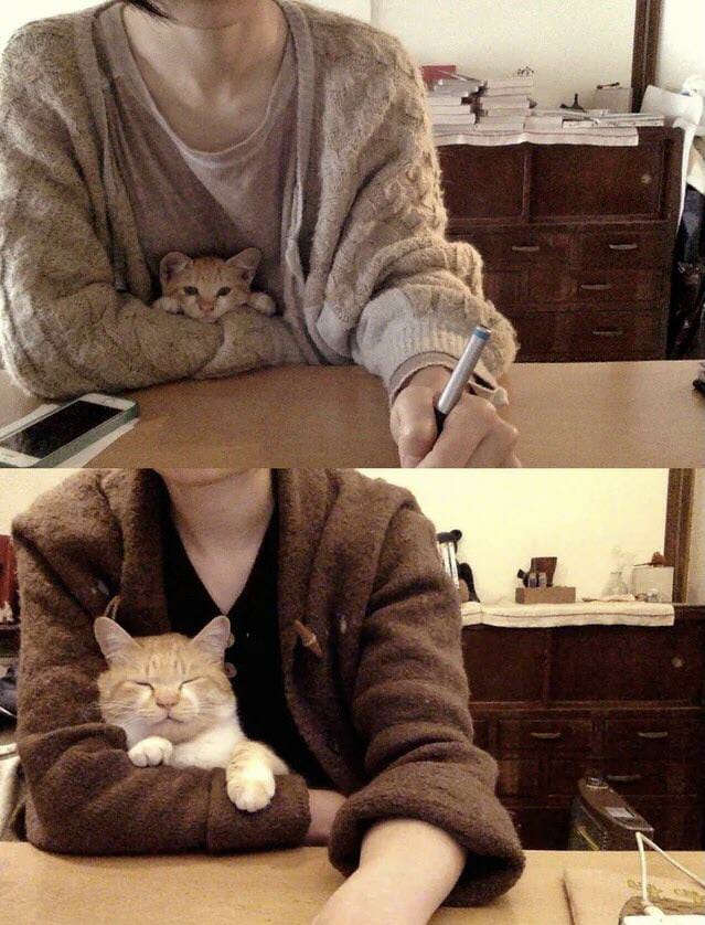 The Cats 𝕏 tweet media