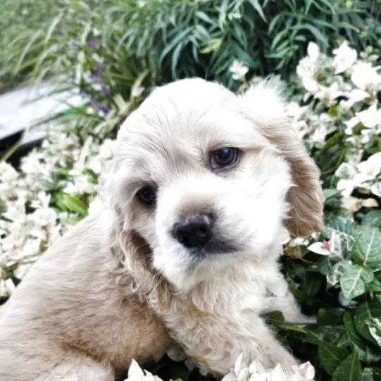 こんにちは、Animallineです🐾本日はアメリカン・コッカー・スパニエルのご紹介！とっても人懐っこい男の子♡お利口さんで甘えたちゃんだそうです♪元気いっぱい！すくすくと成長中♪ぜひご検討ください！🐶

animalline.jp/breeder/pet/de…
#Animalline #犬のいる暮らし #アメリカン・コッカー・スパニエル