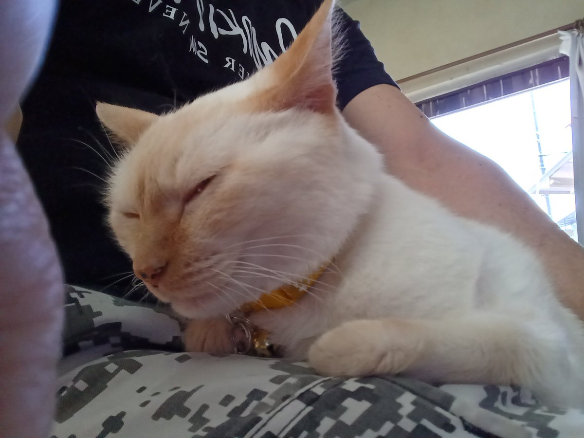 Hiroshi1970Cat's tweet image. ☕昼休み終了。

#ねこ宇宙 #看板ねこ #まねきねこ #笹かま猫 #ねこのいる整体サロン