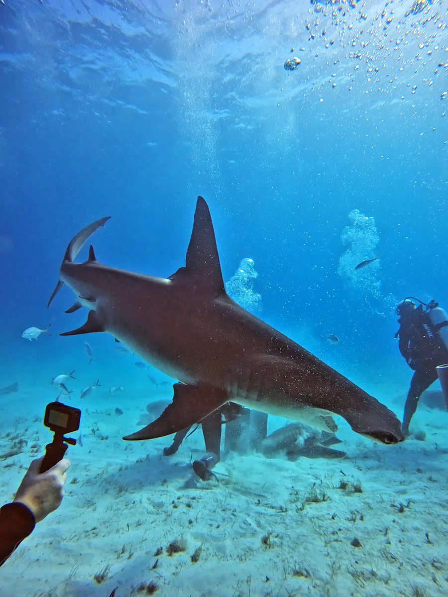 Thank you for helping me celebrate reaching 1,000 followers on #twitch 

Big thanks to <a href="/AbNorMal1ties/">Mara</a> and finisfine for the raids! 

We brought the party over to <a href="/SciAnts_Media/">SciAnts ➡️ Twitchcon San Diego</a>