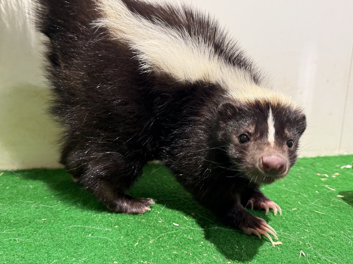 kabazoo_kashiwa's tweet photo. シマスカンクのきょろちゃん🦨
おやつあげ体験ができます
土日はふれあいもやってます🎶
#kabazoo #シマスカンク #きょろちゃん https://t.co/1mqfPjm3JN