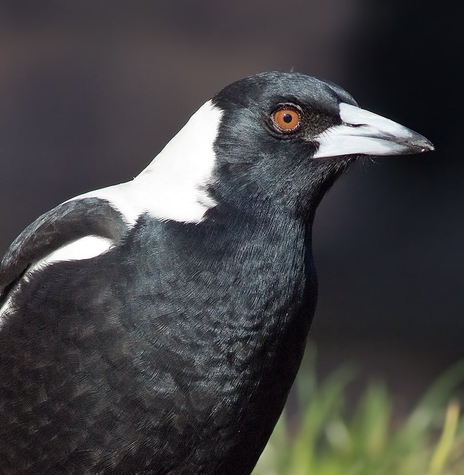 guy who may or may not be an australian magpie [wip]