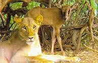 Kamunyak, the lioness famous for adopting Oryx calves about 25yrs ago. She did this 5 times. She stopped hunting to try to protect the calves from other predators which affected her health. The calves were getting killed though. She lived in the Samburu National Reserve.