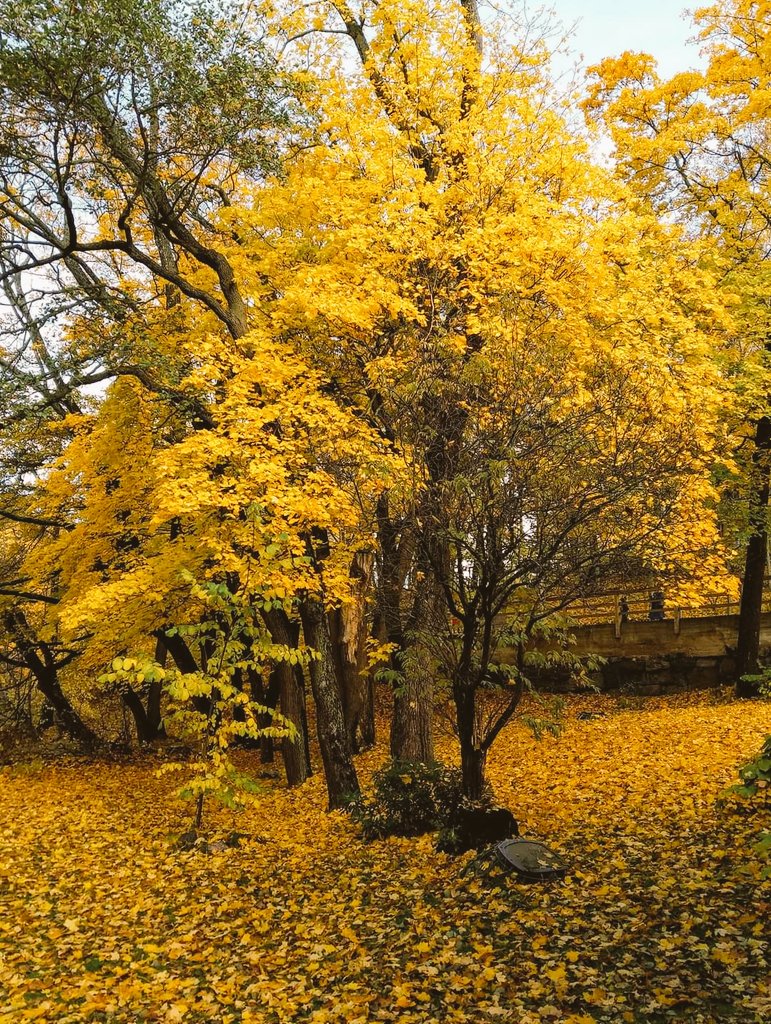 hannon_harriet's tweet image. 💛🍂Lokakuu -23🍂💛
#Octobervibes