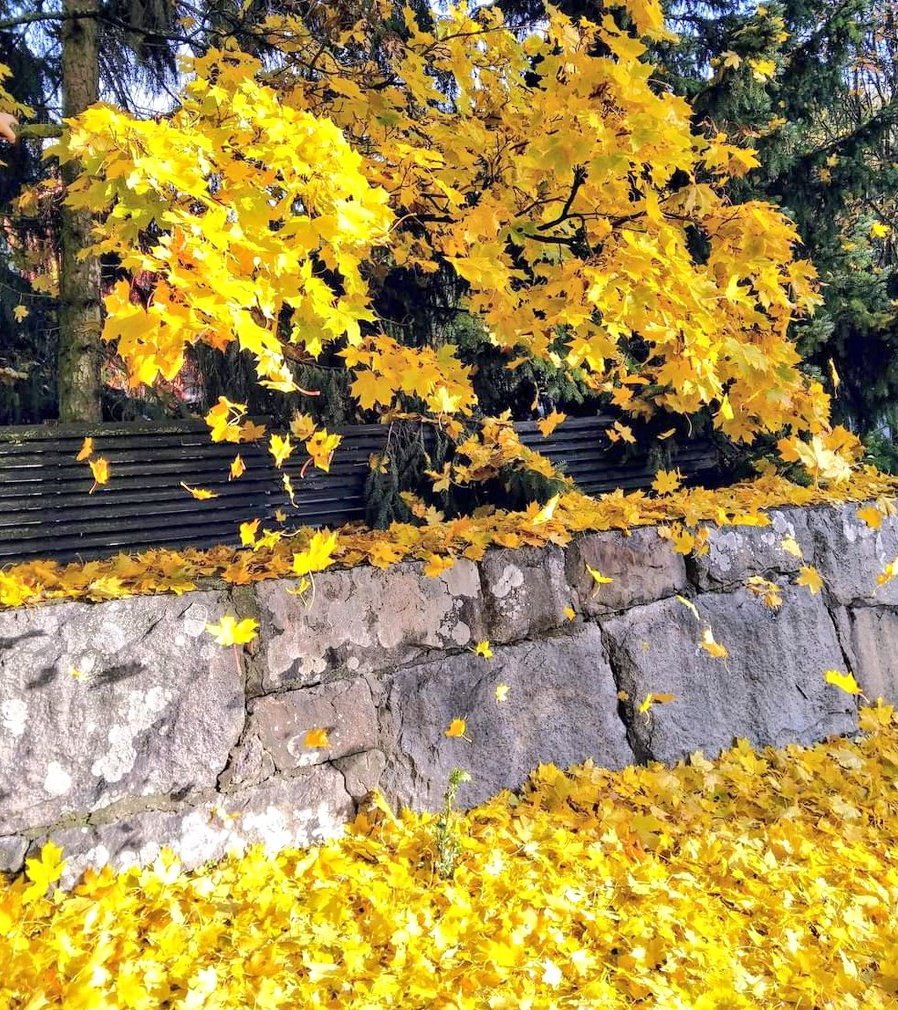 hannon_harriet's tweet image. 💛🍂Lokakuu -23🍂💛
#Octobervibes