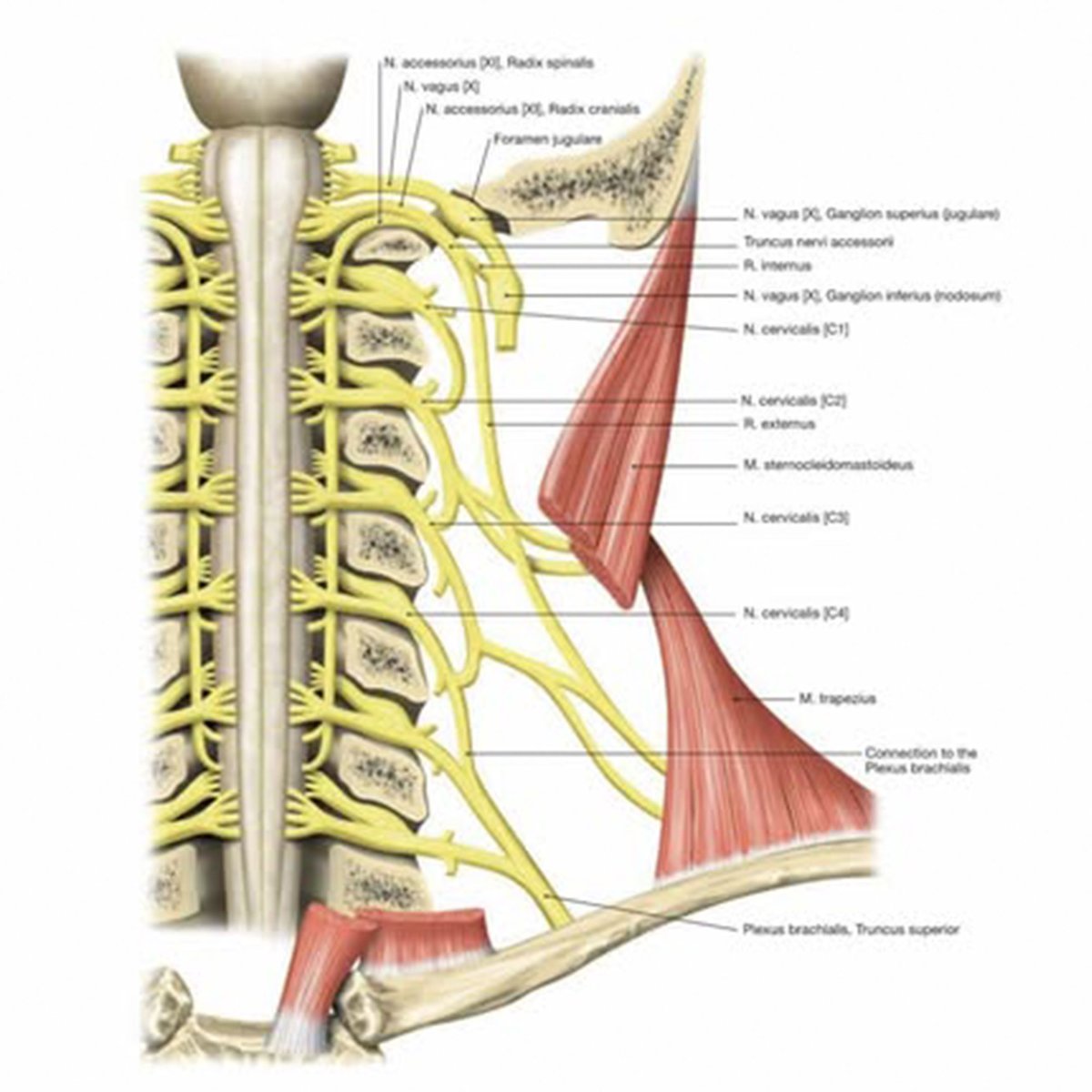 VeunChin's tweet image. The Trapezius: A kite-shaped muscle links directly to the brain via Cranial Nerve XI — shaping posture, breath &amp;amp; alertness.
In stress, shoulders lift &amp;amp; breath tightens.
Iyengar Yoga teaches us to release, realign &amp;amp; lighten the mind. 
#IyengarYoga #MindfulAlignment