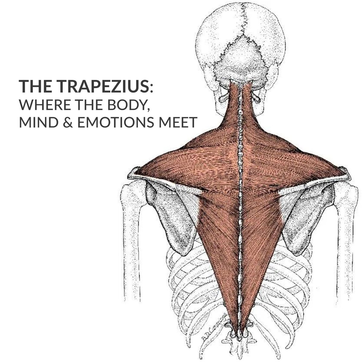 VeunChin's tweet image. The Trapezius: A kite-shaped muscle links directly to the brain via Cranial Nerve XI — shaping posture, breath &amp;amp; alertness.
In stress, shoulders lift &amp;amp; breath tightens.
Iyengar Yoga teaches us to release, realign &amp;amp; lighten the mind. 
#IyengarYoga #MindfulAlignment