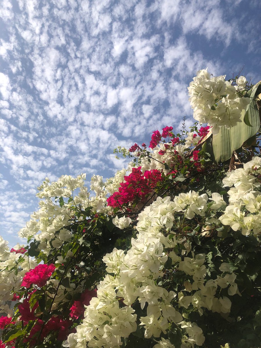 marie_nassar's tweet image. Good morning X-Friends…Happy Thursday 🌺☕️☁️🩷🤍🩵
My photo 📸
#ThursdayThoughts 🌺 #CoffeeTime ☕️ #NatureBeauty 💐 #StayPositive 🩷 #PeaceAndLove 🕊️