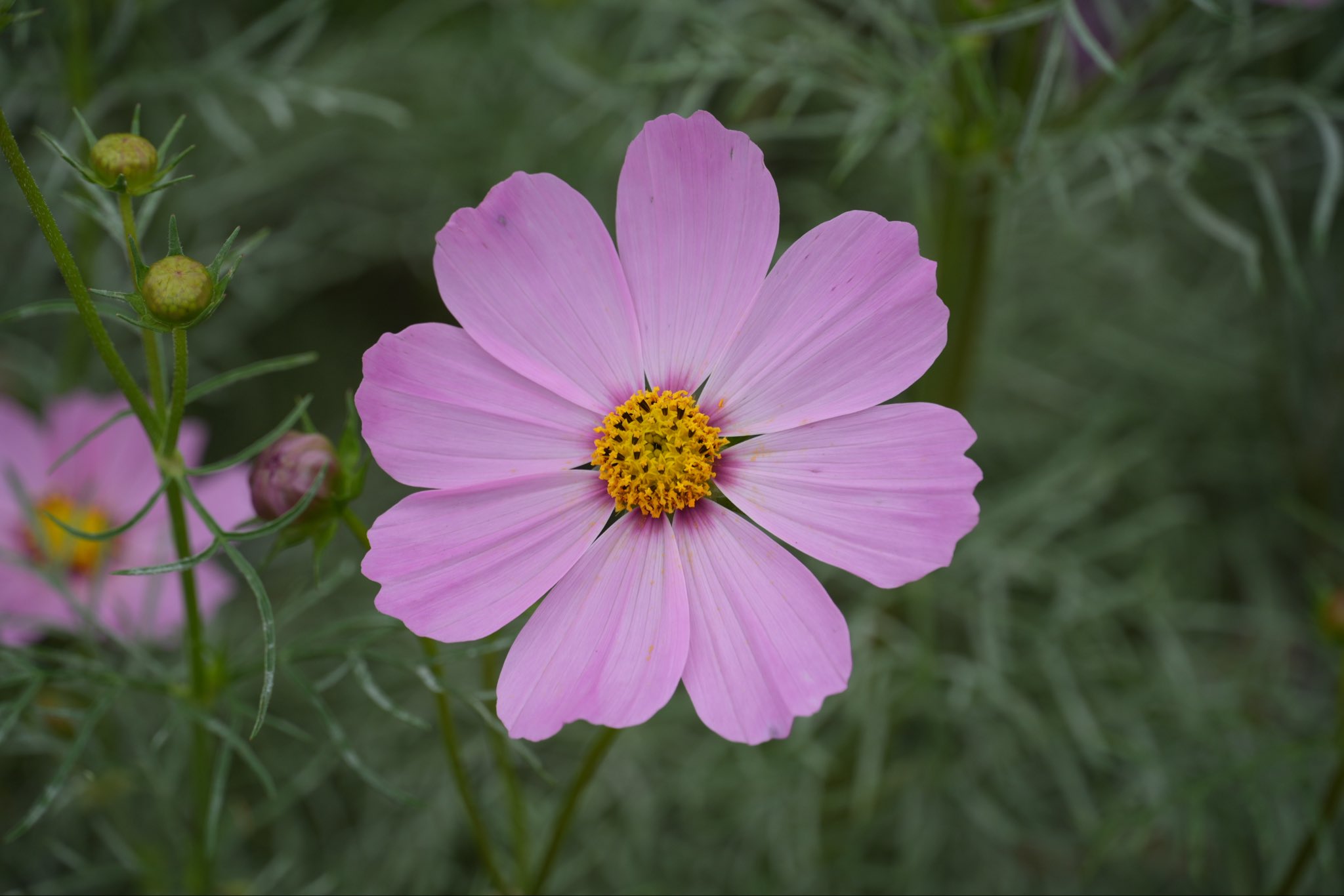 コスモスです❗️❗️❗️ 🌸🐺🕶 コスモス総帥🏆🇯🇵 on X