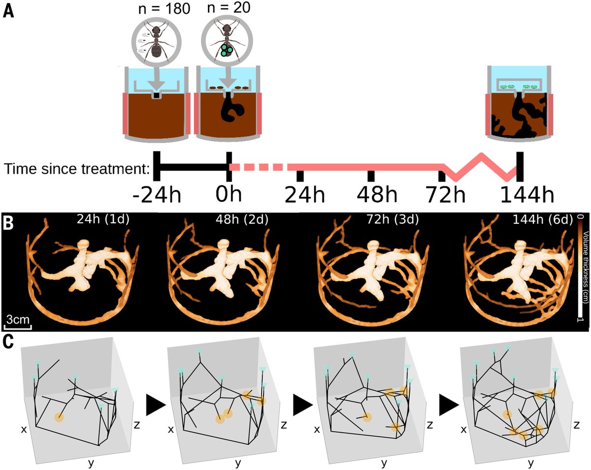 太陽と蟻 うたかたアリ (@ECbouOr13JwARB8) / Posts / X
