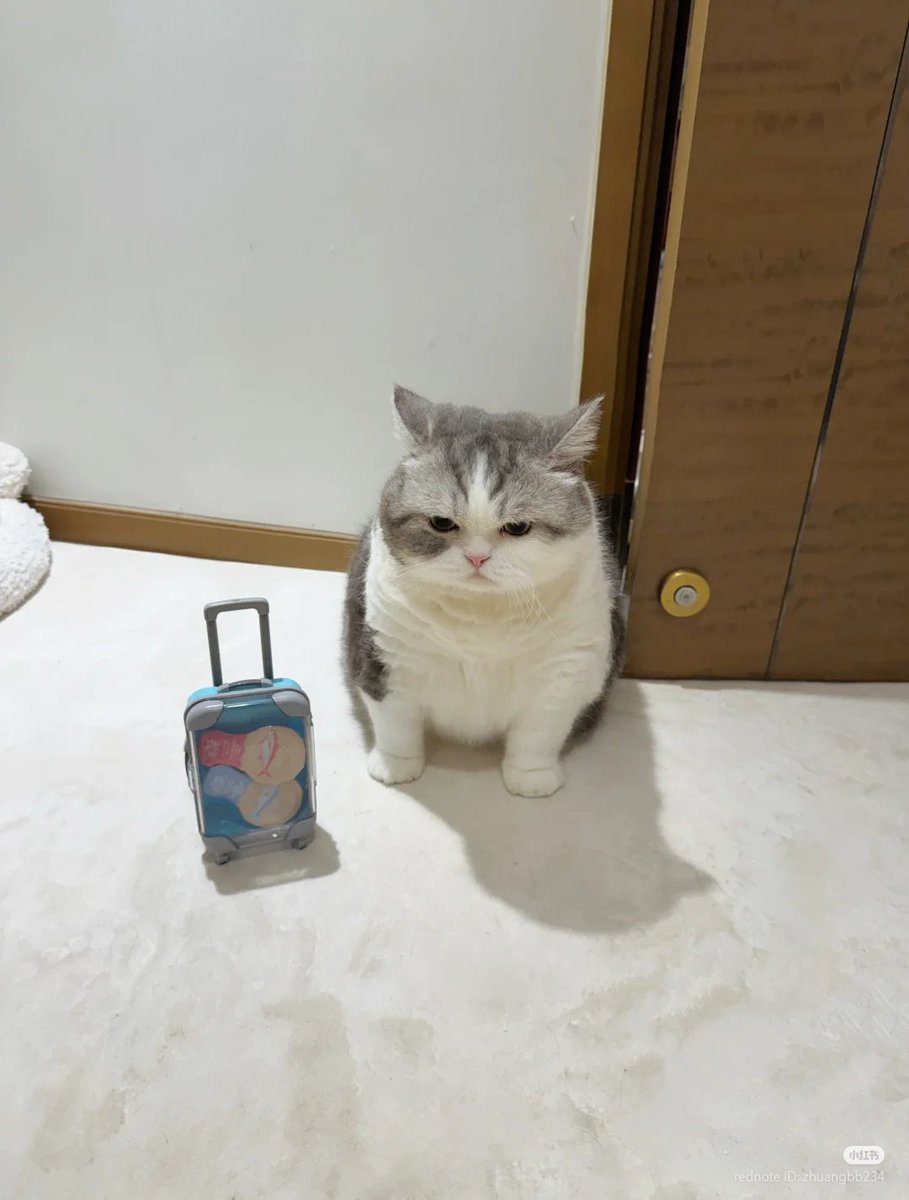 nocontextscats's tweet image. Where is he going?